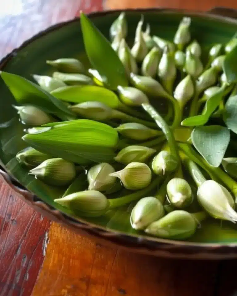 Boutons d'ail des ours vinaigrés dans un bocal